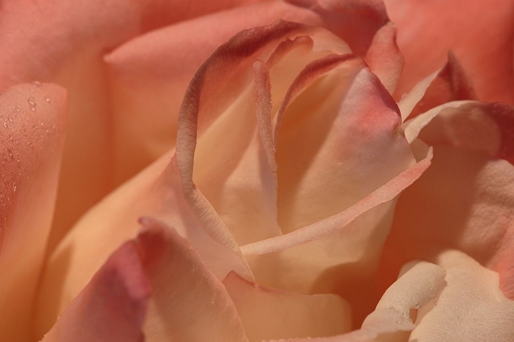 Picture of HEART OF A ROSE II