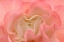 Picture of ROSY BEGONIA I