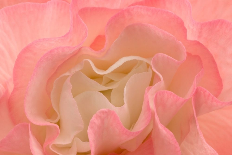 Picture of ROSY BEGONIA I