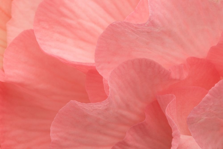 Picture of ROSY BEGONIA II