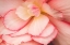 Picture of ROSY RED RUFFLES II