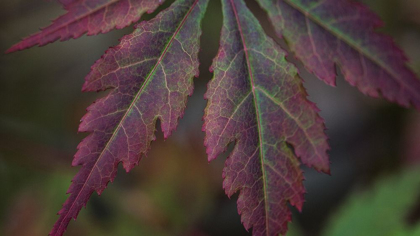 Picture of AUTUMN MAPLE I