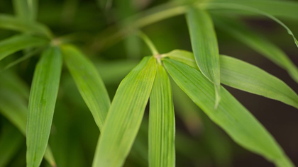 Picture of BAMBOO LEAVES I