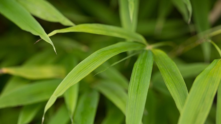 Picture of BAMBOO LEAVES II