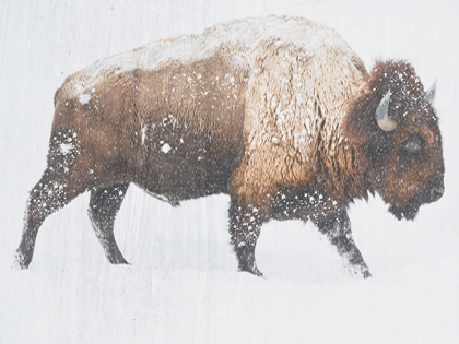 Picture of WINTER BISON