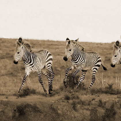 Picture of YOUNG RUNNERS