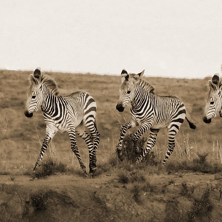 Picture of YOUNG RUNNERS