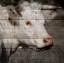Picture of BULLKIN 2