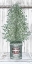 Picture of GALVANIZED POT CEDAR