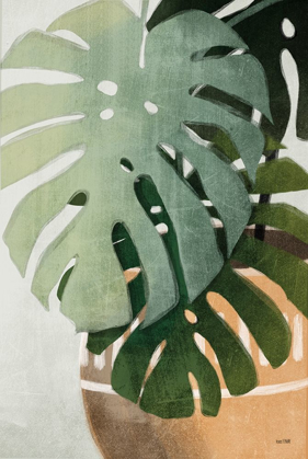 Picture of MONSTERA LEAVES