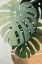 Picture of MONSTERA LEAVES