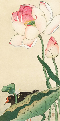 Picture of LOTUS FLOWERS