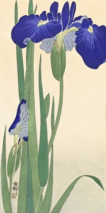 Picture of IRISES