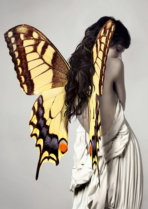 Picture of WINGED BEAUTY -3