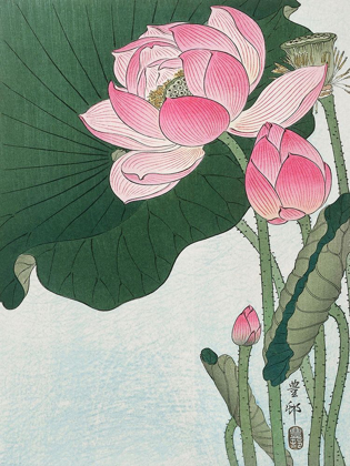 Picture of BLOOMING LOTUS FLOWERS