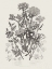 Picture of FLOWERING PLANTS IV NEUTRAL