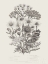 Picture of FLOWERING PLANTS V NEUTRAL