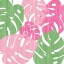Picture of MONSTERA II HOT PINK