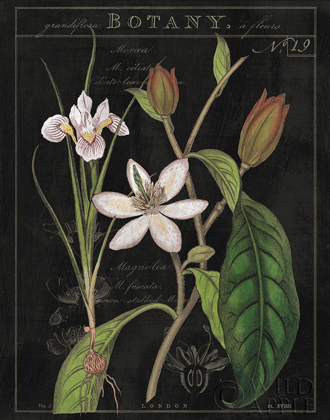 Picture of VINTAGE WHITE FLORA III