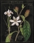 Picture of VINTAGE WHITE FLORA III
