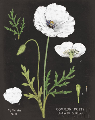 Picture of WHITE POPPY CHART