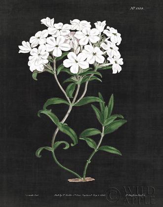 Picture of WHITE BOTANICAL ON BLACK CHART VI