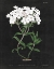 Picture of WHITE BOTANICAL ON BLACK CHART VI