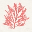 Picture of PACIFIC SEA MOSSES I CORAL