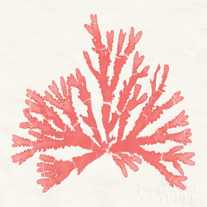 Picture of PACIFIC SEA MOSSES IV CORAL