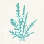 Picture of PACIFIC SEA MOSSES III AQUA