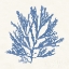 Picture of PACIFIC SEA MOSSES I LIGHT BLUE