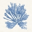 Picture of PACIFIC SEA MOSSES II LIGHT BLUE