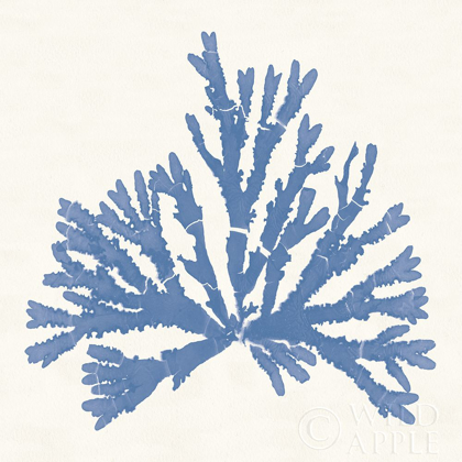 Picture of PACIFIC SEA MOSSES IV LIGHT BLUE