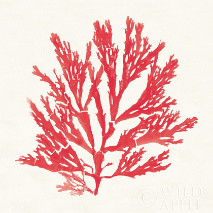 Picture of PACIFIC SEA MOSSES I RED