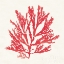 Picture of PACIFIC SEA MOSSES I RED