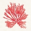 Picture of PACIFIC SEA MOSSES II RED