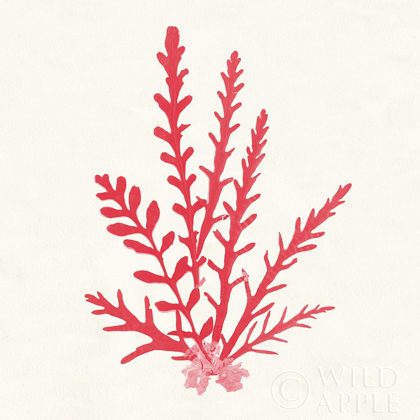 Picture of PACIFIC SEA MOSSES III RED