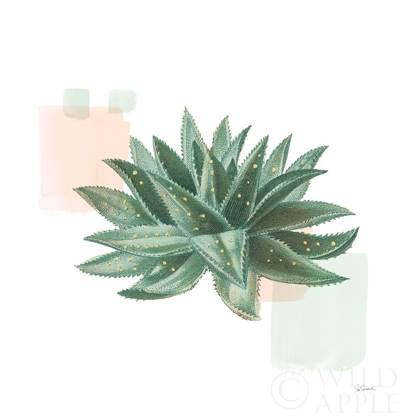 Picture of DESERT COLOR SUCCULENT II MINT