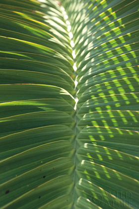 Picture of PALM DETAIL I