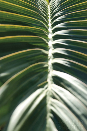 Picture of PALM DETAIL II