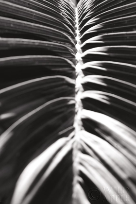 Picture of PALM DETAIL II BW