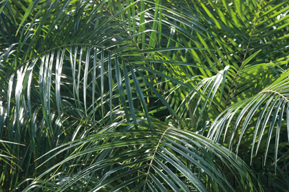 Picture of TROPICAL FRONDS
