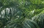 Picture of TROPICAL FRONDS