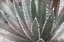 Picture of DREAM DESERT II BWC