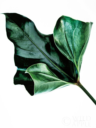 Picture of MONSTERA