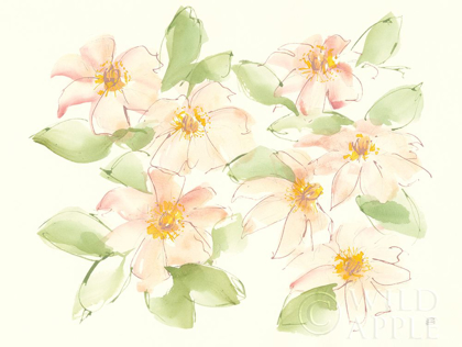 Picture of CREME CLEMATIS