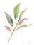 Picture of WASHY LEAVES II