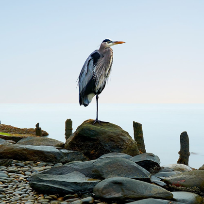 Picture of BEACHSCAPE HERON I