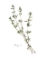 Picture of HERB GARDEN SKETCHES VI