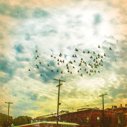 Picture of BIRDS ON WIRES V